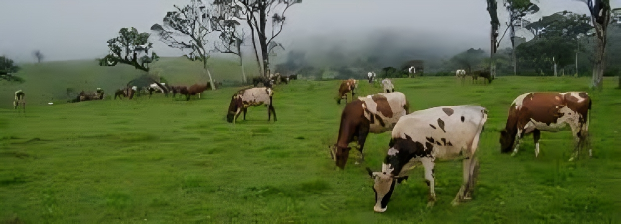 Dairy Milk Brands in Sri Lanka: Sustaining nutrition : Kapruka